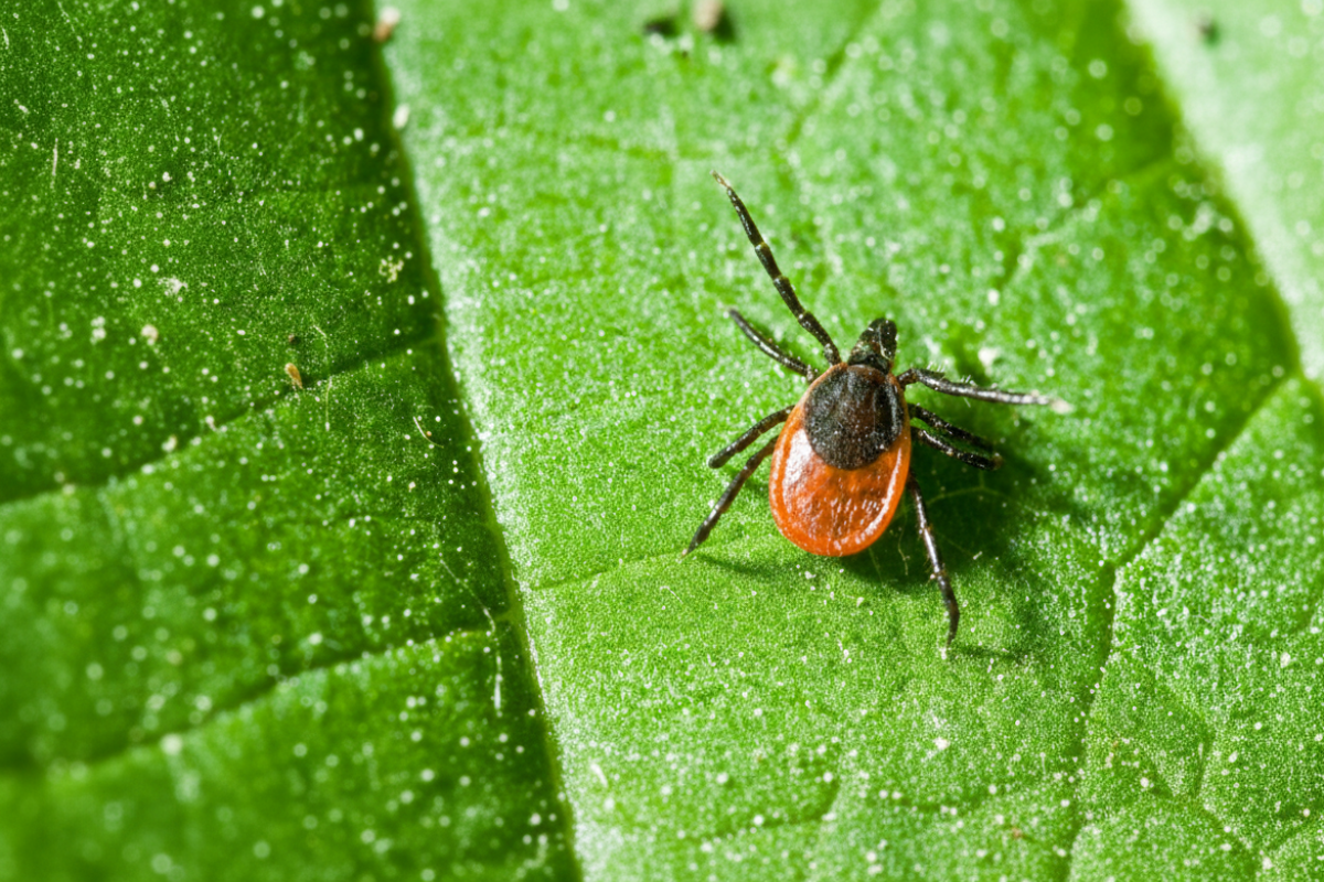 Enfermedad de Lyme - Fotografía macro de una garrapata marrón posada sobre la rama de un arbusto verde, con detalles nítidos del insecto y hojas con rocío en un fondo desenfocado.