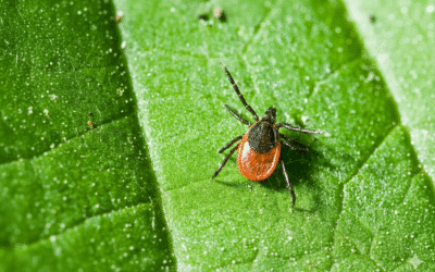 Enfermedad de Lyme: mi camino hasta el diagnóstico